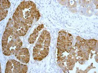 Immunohistochemistry (Formalin/PFA-fixed paraffin-embedded sections) - Anti-Hsp90 antibody [EPR3953] - BSA and Azide free (AB239960)