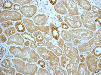 Immunohistochemistry (Formalin/PFA-fixed paraffin-embedded sections) - Anti-Hsp90 antibody [EPR3953] - BSA and Azide free (AB239960)