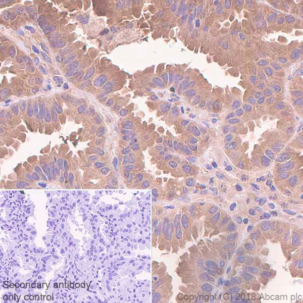 Immunohistochemistry (Formalin/PFA-fixed paraffin-embedded sections) - Anti-Hsp90 antibody [EPR3953] - BSA and Azide free (AB239960)