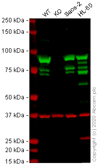 Western blot - Anti-Hsp90 antibody [H90-10] (AB58950), expandable thumbnail