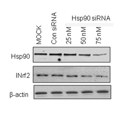 Western blot - Anti-Hsp90 antibody [H90-10] (AB58950), expandable thumbnail