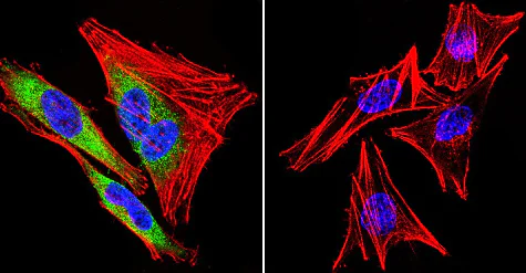 Immunocytochemistry/ Immunofluorescence - Anti-Hsp90 beta antibody (AB2927)