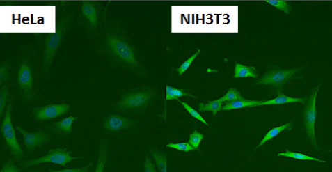 Immunocytochemistry/ Immunofluorescence - Anti-Hsp90 beta antibody (AB2927)
