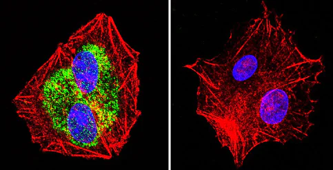 Immunocytochemistry/ Immunofluorescence - Anti-Hsp90 beta antibody (AB2927)
