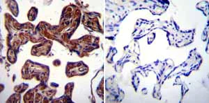 Immunohistochemistry (Formalin/PFA-fixed paraffin-embedded sections) - Anti-Hsp90 beta antibody (AB2927)