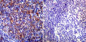 Immunohistochemistry (Formalin/PFA-fixed paraffin-embedded sections) - Anti-Hsp90 beta antibody (AB2927)
