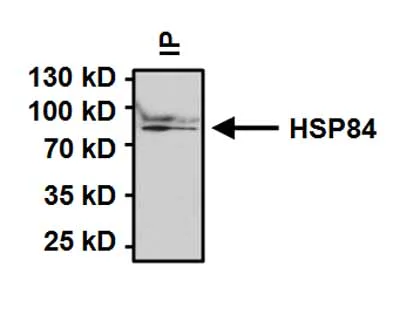 Immunoprecipitation - Anti-Hsp90 beta antibody (AB2927)