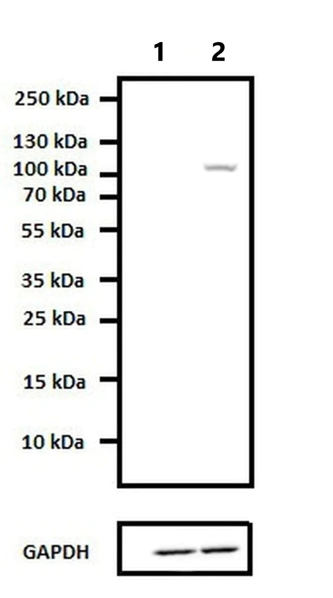 Western blot - Anti-Hsp90 beta antibody (AB2927)