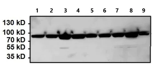 Western blot - Anti-Hsp90 beta antibody (AB2927)