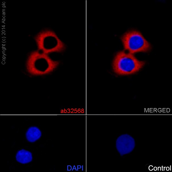 Immunocytochemistry/ Immunofluorescence - Anti-Hsp90 beta antibody [E296] (AB32568), expandable thumbnail