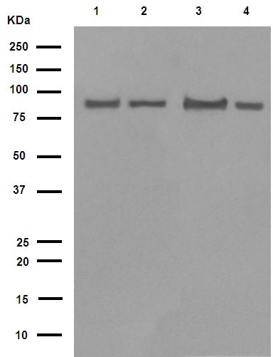 Western blot - Anti-Hsp90 beta antibody [E296] (AB32568), expandable thumbnail