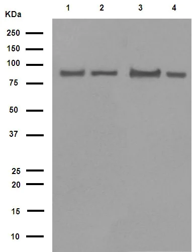 Western blot - Anti-Hsp90 beta antibody [E296] (AB32568)