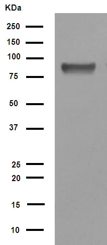 Western blot - Anti-Hsp90 beta antibody [E296] (AB32568)