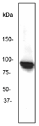 Western blot - Anti-Hsp90 beta antibody [E296] (ab32568), expandable thumbnail