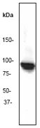 Western blot - Anti-Hsp90 beta antibody [E296] (AB32568)