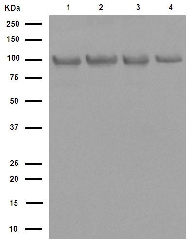 Western blot - Anti-Hsp90 beta antibody [E296] (ab32568), expandable thumbnail