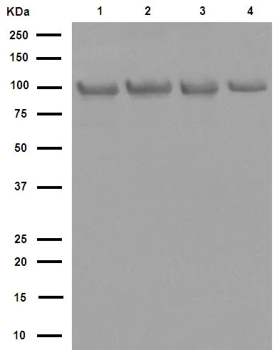 Western blot - Anti-Hsp90 beta antibody [E296] (AB32568)