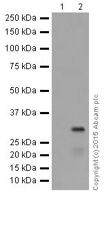 Western blot - Anti-Hsp90 beta antibody [EPR16621] (AB203085)