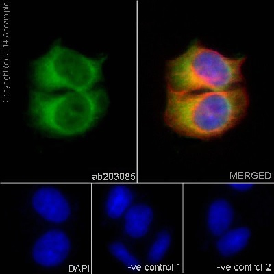 Immunocytochemistry/ Immunofluorescence - Anti-Hsp90 beta antibody [EPR16621] - BSA and Azide free (AB251390), expandable thumbnail
