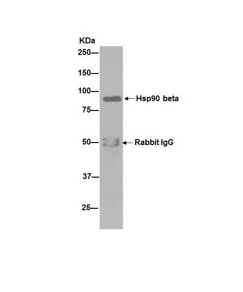 Immunoprecipitation - Anti-Hsp90 beta antibody [EPR16621] - BSA and Azide free (ab251390), expandable thumbnail