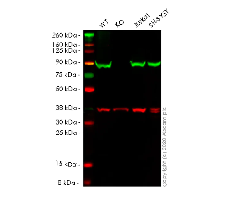 Western blot - Anti-Hsp90 beta antibody [EPR16621] - BSA and Azide free (AB251390)
