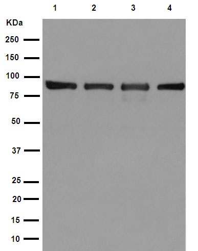 Western blot - Anti-Hsp90 beta antibody [EPR16621] - BSA and Azide free (AB251390), expandable thumbnail