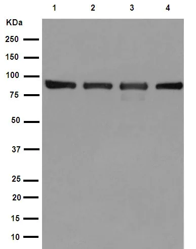 Western blot - Anti-Hsp90 beta antibody [EPR16621] - BSA and Azide free (AB251390)