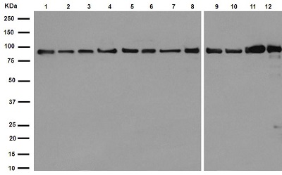 Western blot - Anti-Hsp90 beta antibody [EPR16621] - BSA and Azide free (AB251390), expandable thumbnail