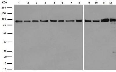 Western blot - Anti-Hsp90 beta antibody [EPR16621] - BSA and Azide free (AB251390)