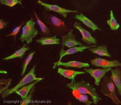 Anti-Hsp90 beta antibody [H90-10] (ab53497) | Abcam