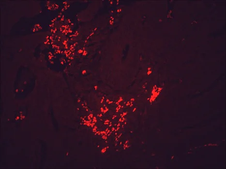 Immunohistochemistry (Formalin/PFA-fixed paraffin-embedded sections) - Anti-Hsp90 beta antibody [H90-10] (AB53497)