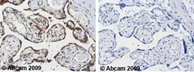 Immunohistochemistry (Formalin/PFA-fixed paraffin-embedded sections) - Anti-Hsp90 beta antibody [H90-10] (AB53497)