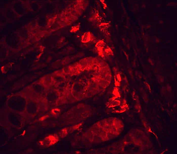 Immunohistochemistry (Formalin/PFA-fixed paraffin-embedded sections) - Anti-Hsp90 beta antibody [H90-10] (AB53497)