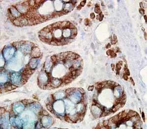 Immunohistochemistry (Formalin/PFA-fixed paraffin-embedded sections) - Anti-Hsp90 beta antibody [H90-10] (AB53497)