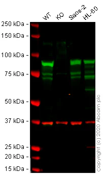 Western blot - Anti-Hsp90 beta antibody [H90-10] (AB53497)