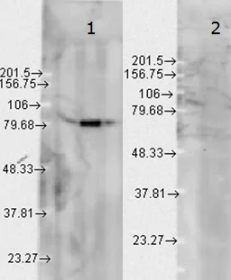Western blot - Anti-Hsp90 beta antibody [H90-10] (AB53497)