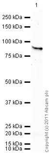 Western blot - Anti-Hsp90 beta antibody [H90-10] (AB53497)