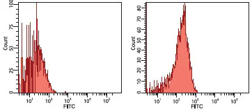 Flow Cytometry (Intracellular) - Anti-Hsp90 beta antibody [K3701] (AB82584)