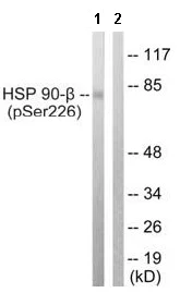 Western blot - Anti-Hsp90 beta (phospho S226) antibody (AB63562)