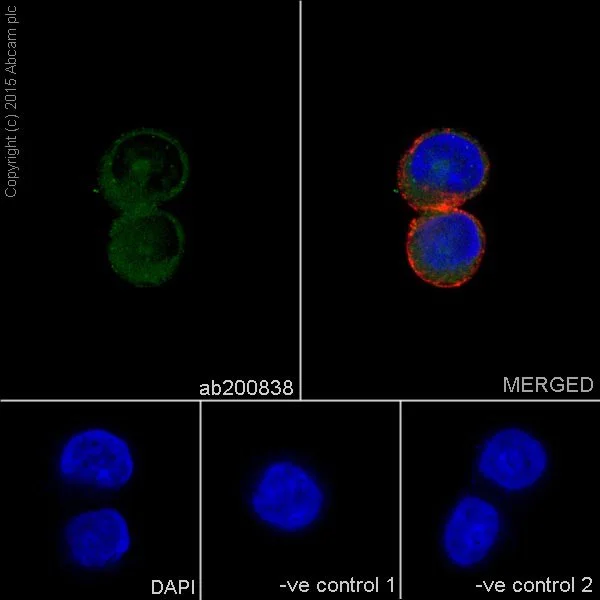 Immunocytochemistry/ Immunofluorescence - Anti-HSPA12A antibody [EPR16763] (AB200838)