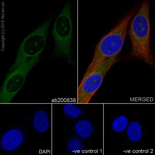 Immunocytochemistry/ Immunofluorescence - Anti-HSPA12A antibody [EPR16763] (AB200838)