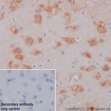 Immunohistochemistry (Formalin/PFA-fixed paraffin-embedded sections) - Anti-HSPA12A antibody [EPR16763] (AB200838)