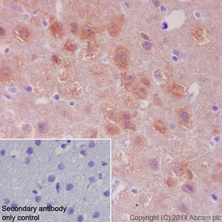Immunohistochemistry (Formalin/PFA-fixed paraffin-embedded sections) - Anti-HSPA12A antibody [EPR16763] (AB200838)
