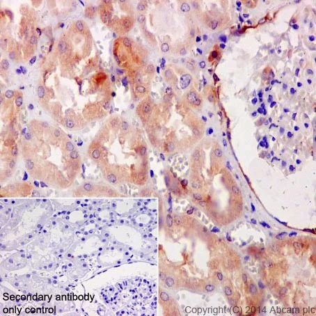 Immunohistochemistry (Formalin/PFA-fixed paraffin-embedded sections) - Anti-HSPA12A antibody [EPR16763] (AB200838)