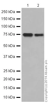 Western blot - Anti-HSPA12A antibody [EPR16763] (AB200838)