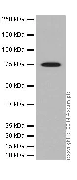 Western blot - Anti-HSPA12A antibody [EPR16763] (AB200838)