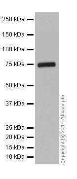 Western blot - Anti-HSPA12A antibody [EPR16763] (AB200838)