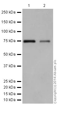 Western blot - Anti-HSPA12A antibody [EPR16763] (AB200838)