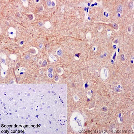 Immunohistochemistry (Formalin/PFA-fixed paraffin-embedded sections) - Anti-HSPA12A antibody [EPR16763] - BSA and Azide free (AB236146)