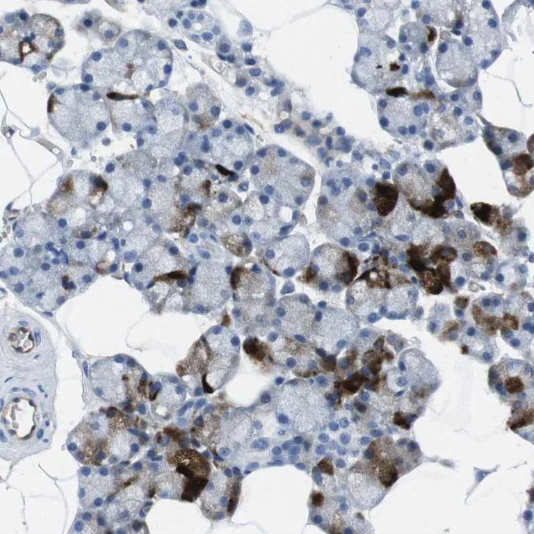 Immunohistochemistry (Formalin/PFA-fixed paraffin-embedded sections) - Anti-HSPA12B antibody (AB254669)